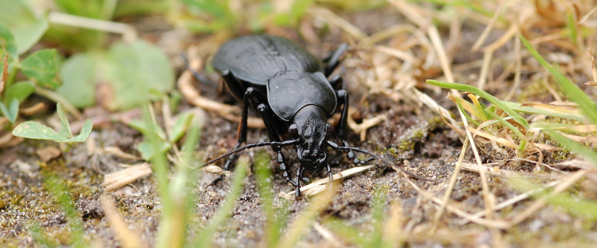 Carabus coriaceus