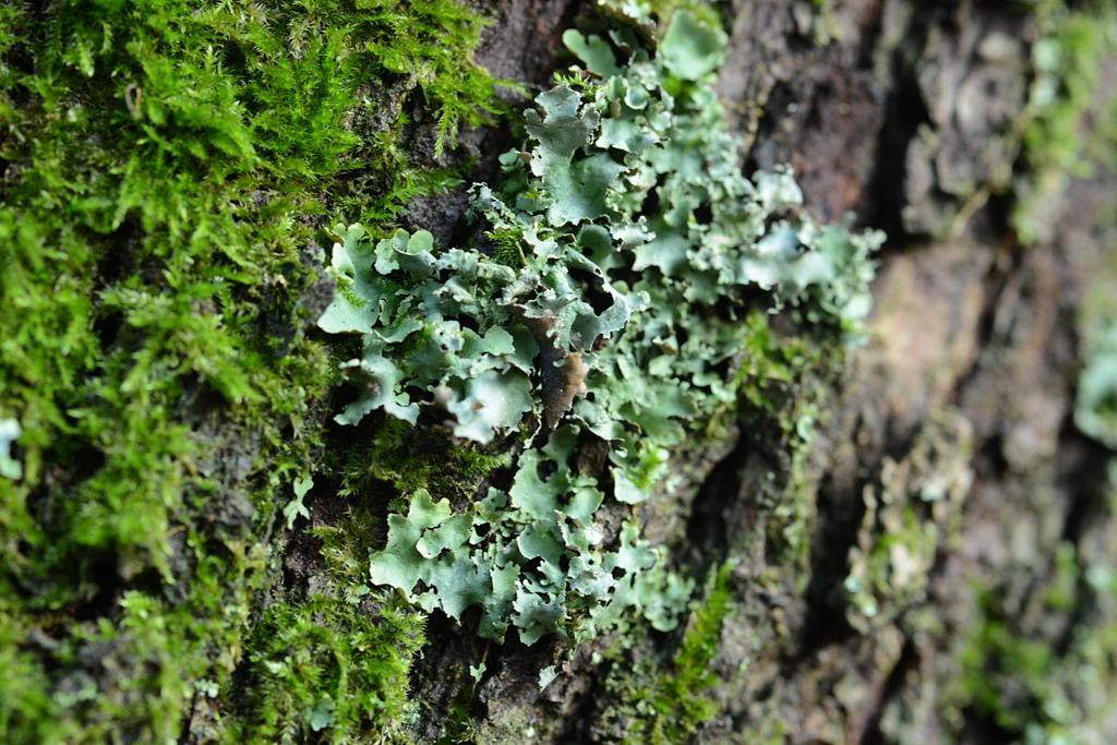 Punctelia
